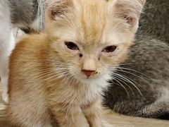 -楼上猫咖(罗湖店)