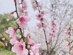 -顾村公园