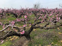 -南汇桃花村