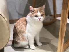 -藏猫猫咖啡主题馆(中央大道店)