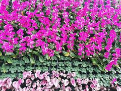 -石家庄市植物园