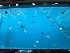 -瑞德姆美人鱼海底演艺主题餐厅(亚龙湾店)