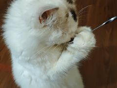 -楼上猫咖(罗湖店)