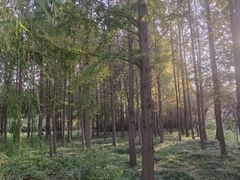-洛阳市隋唐城遗址植物园