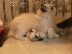 -1013 PET SHOP 宠物商店(近铁城市广场店)