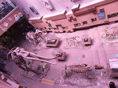 -陕西自然博物馆