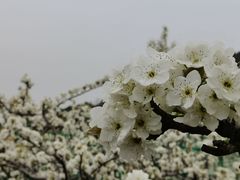 -树山生态村