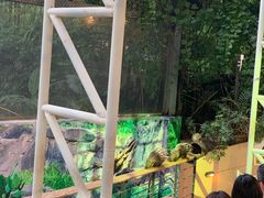 -清迈夜间动物园