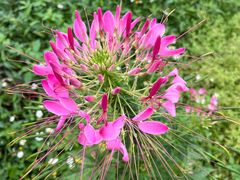 -广州市石门国家森林公园