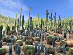 -深圳仙湖植物园