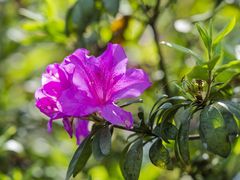 -梧桐山风景名胜区