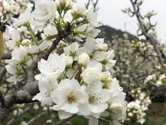 -树山生态村