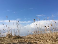 -盐城丹顶鹤湿地生态旅游区