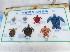 -广东惠东海龟国家级自然保护区