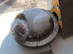-平行世界·猫咖(首经贸店)