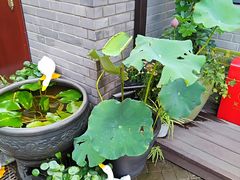 -百花深处胡同
