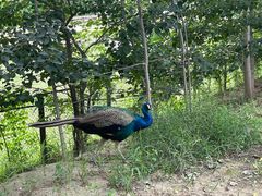 -北京麋鹿生态实验中心