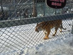 -横道河子东北虎林园