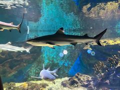 -海合安武汉极地海洋公园