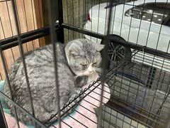 -瑞鹏宠物医院·内科·中兽医·骨科(苗圃店)