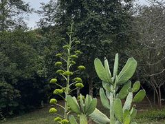 -东莞植物园
