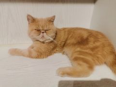 -猫小院猫主题餐厅(三里屯店)