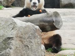 -都江堰中华大熊猫苑