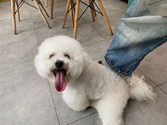 -帕帕拉兹宠物(亚洲旗舰店)