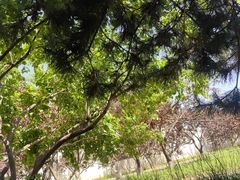 -石家庄市植物园
