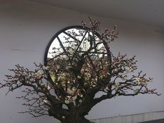 -香雪海