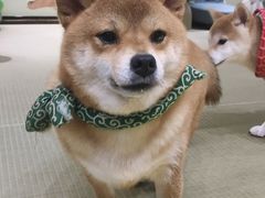 -逗柴咖啡屋·狗咖猫咖宠物桌游