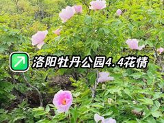-洛阳市牡丹公园