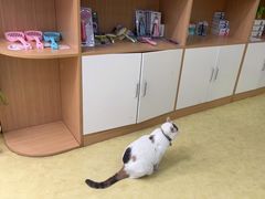 -瑞派宠物医院·中兽医专科(中央商城分院)