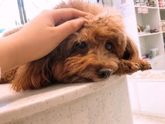 -纳吉亚猫专科动物医院·北北分院