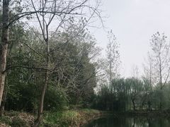 -溱湖国家湿地公园