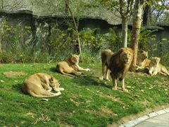 -北京野生动物园