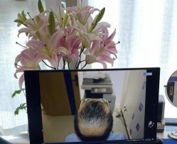 -大麦微针植发全国连锁