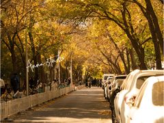 -三里屯东五街银杏大道