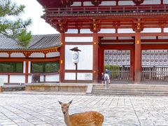 -奈良公园