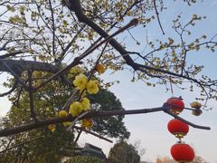 -无锡梅园公园