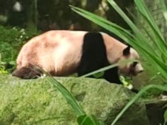 -都江堰中华大熊猫苑
