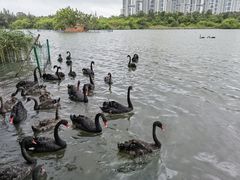 -五缘湾湿地公园