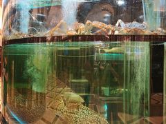 -金翠皇宫粤菜·点心·海鲜(科技园店)