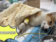 -谐和贝康宠物医院24小时·宠保定点(急重症转诊中心)