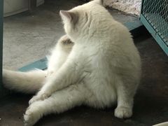 -喵屿·大理花园猫咖