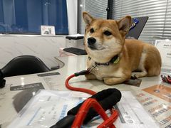 -伟伟宠物医院·CT影像中心·瑞派犬猫综合性门诊(汉口总院)