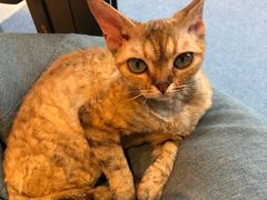 -啵啵喵·猫咖(攀华国际店)