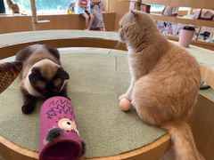 -CAT’S MEWSTAR CAFE·喵星球猫屋(晴湾咖啡店)