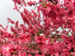-秀丽东方