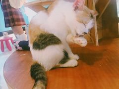 -猫色咖啡·猫咖